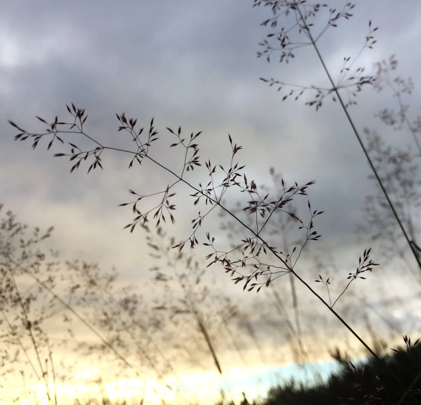 Gresstrå og tynne greiner mot en lys himmel
